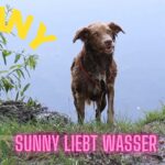 YouTube Video: "Sunny liebt Wasser"
