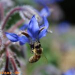 Bildergalerie: "Borretsch und Honigbiene"