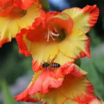 Bildergalerie: Honigbienen auf Gladiolenblüten