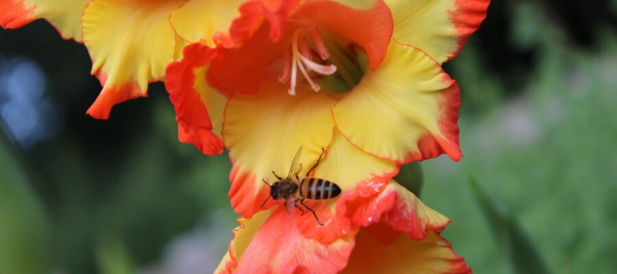 Biene auf Gladiolenblüte